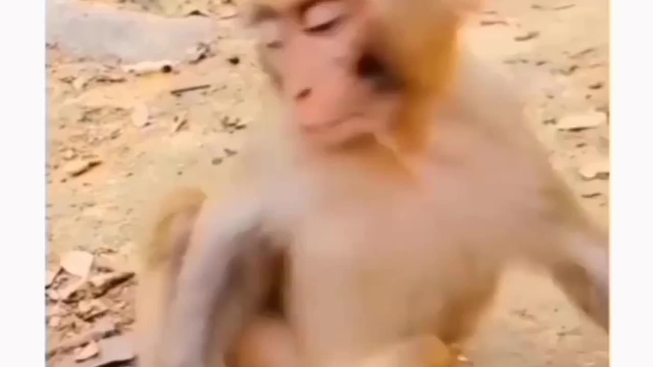 Funny monkey😂😂🤣🤣😂