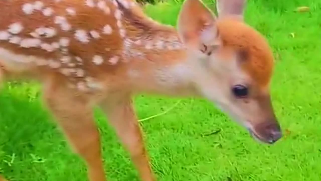 Animal cute todey new video