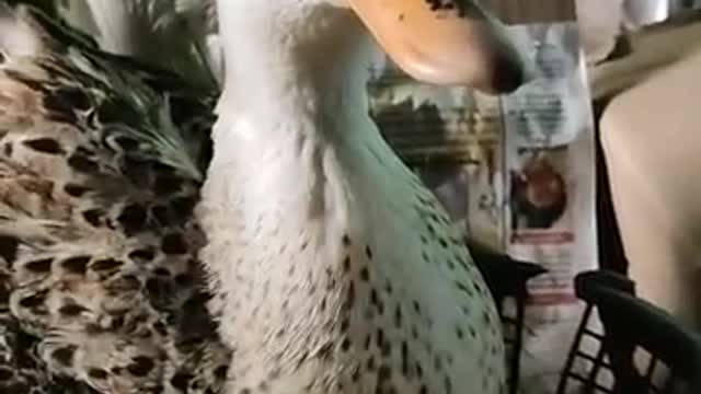 Best Duck funny video 😆🤣 ll Funny Duck Video