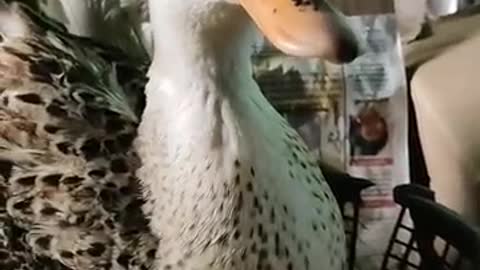 Best Duck funny video 😆🤣 ll Funny Duck Video