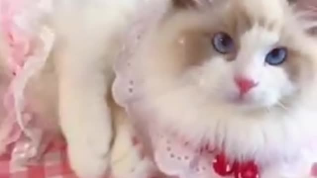 Cutest Cat 🙀 Vid Compilation 2022