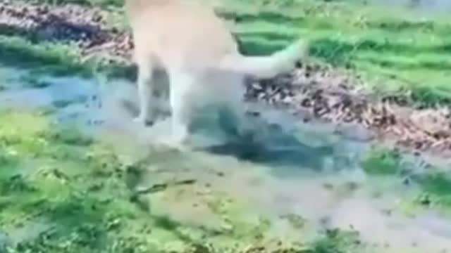 Funny dog humping hang dancing ||