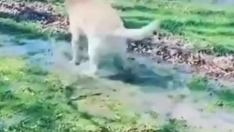 Funny dog humping hang dancing ||