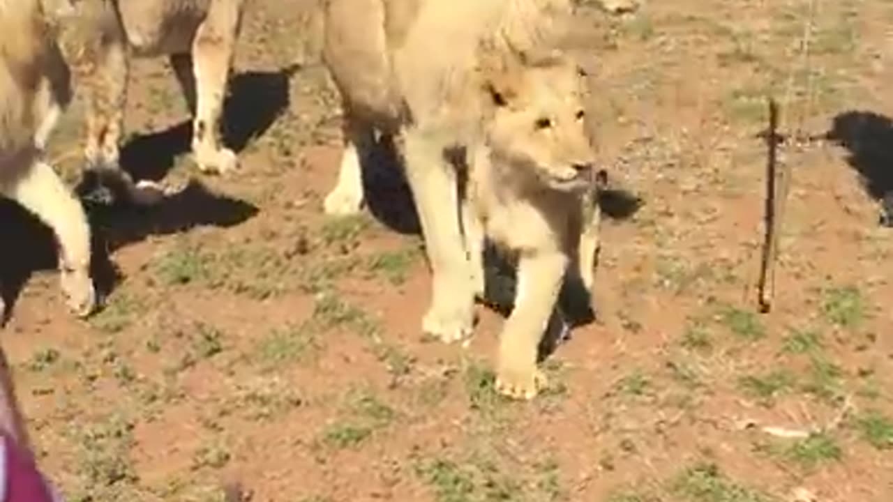 🦁Our walk with the Lions🐯 in South Africa 🦁