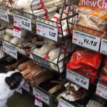 Perro en silla de ruedas busca golosinas en la tienda de mascotas