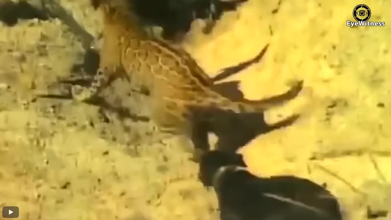 A one Leopard has Attach 30 Doggie's and killed by leopard