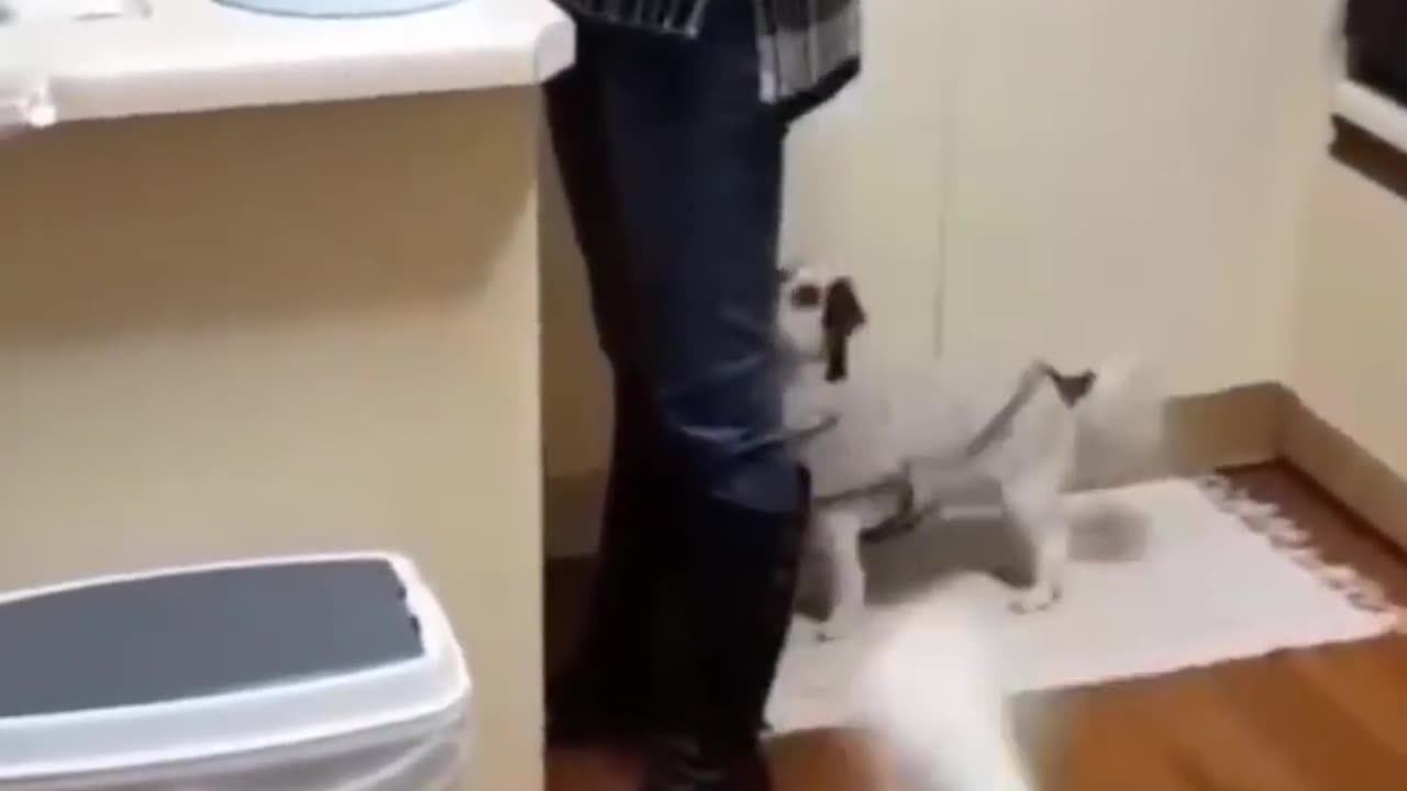 Funny Animals- - Best Of The 2024 Funny Animal Videos