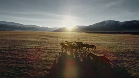 Tibetan horses running across tundra in Himalayan landscape