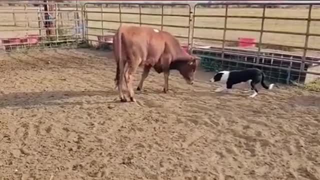 Cattle dogs manage disobedient cattle