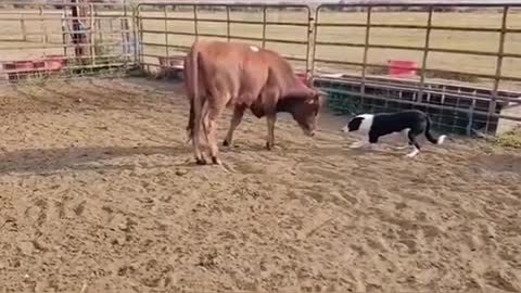 Cattle dogs manage disobedient cattle