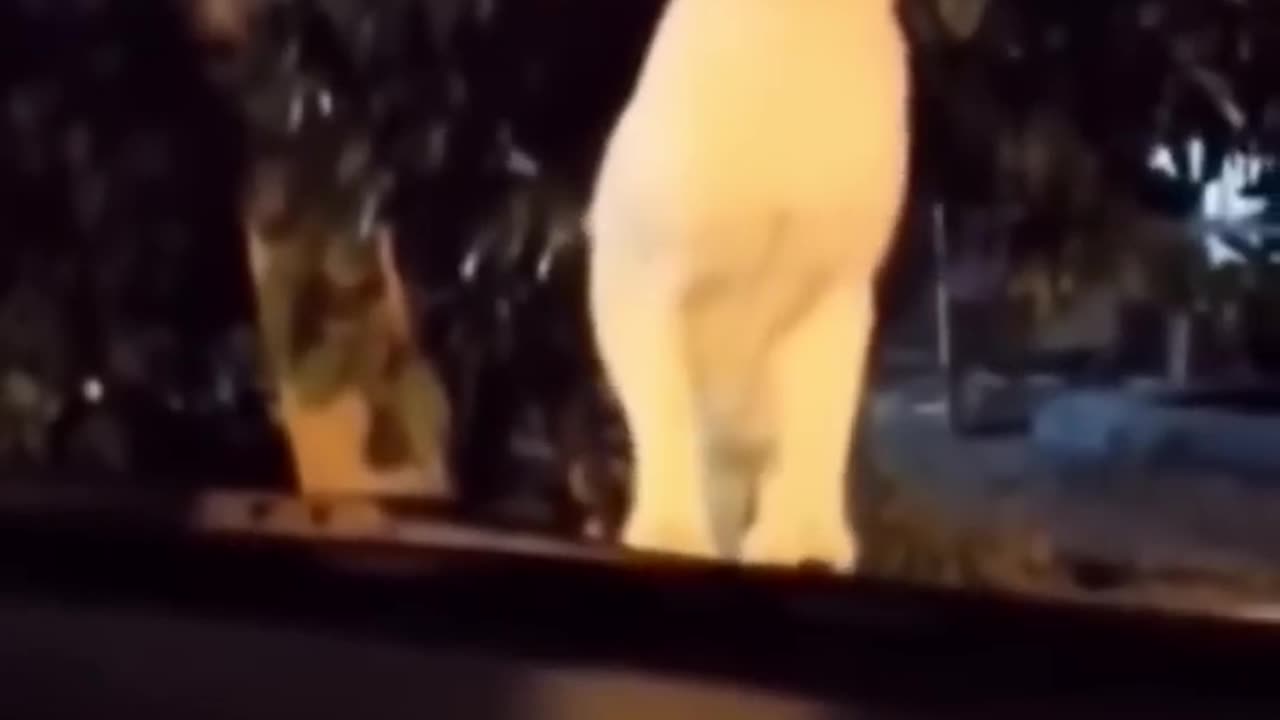 Funny animal videos
