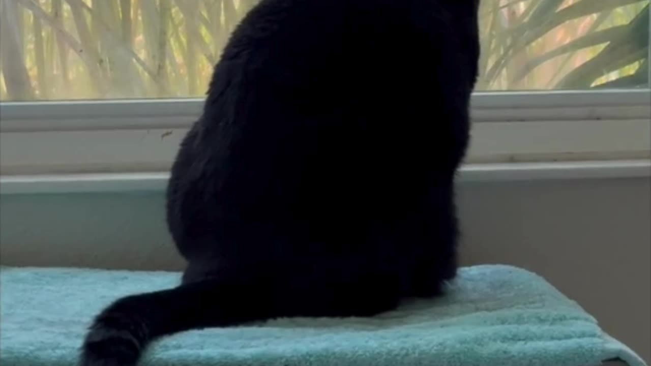 Adopting a Cat from a Shelter Vlog - Cute Precious Piper Begins Her Morning at the Spa #shorts