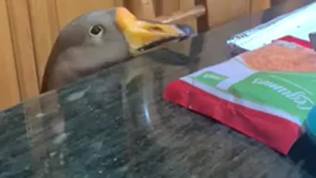 Naughty Duck Pecks On All the Things Placed On Top Of Table