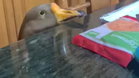 Naughty Duck Pecks On All the Things Placed On Top Of Table