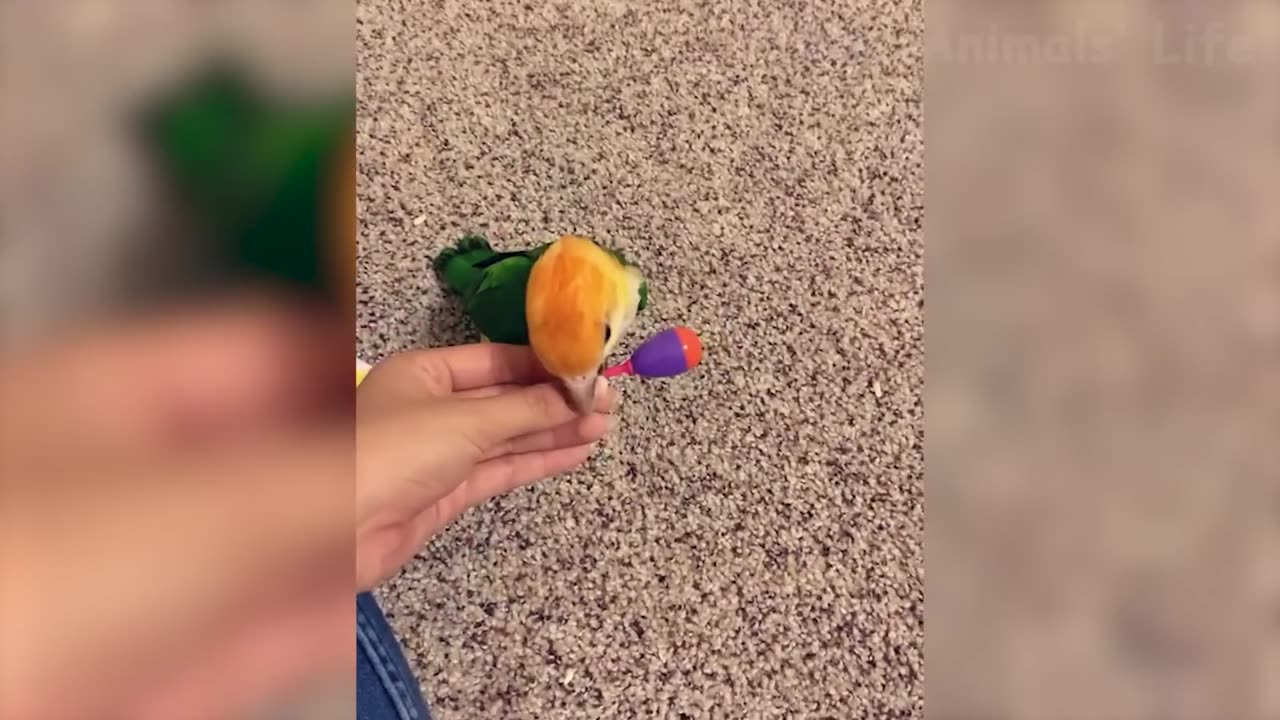 Funniest Cats and Dogs Videos