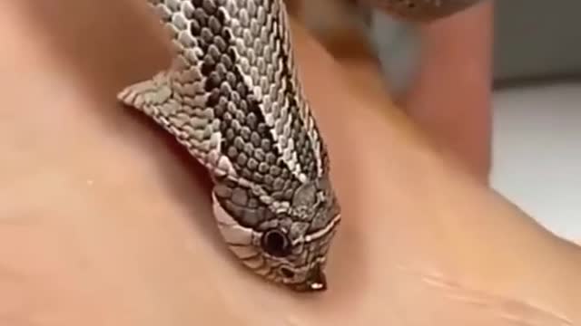 Best snek video