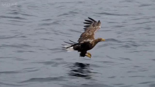 A great hunt for a white-tailed eagle