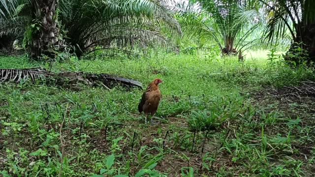 Jungle fowl