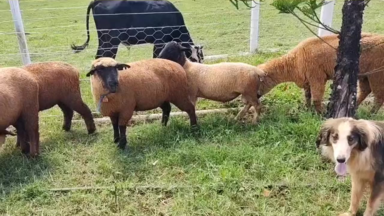 Monta natural em ovelhas. Natural mount on sheep