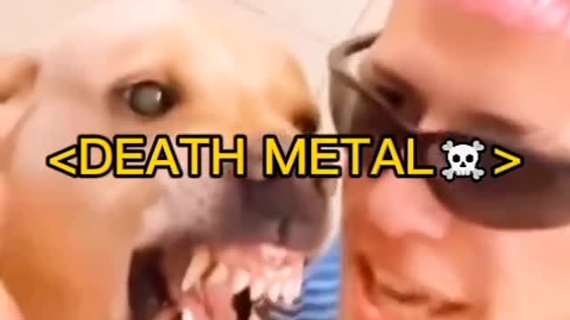Cute dog and cat funny moments