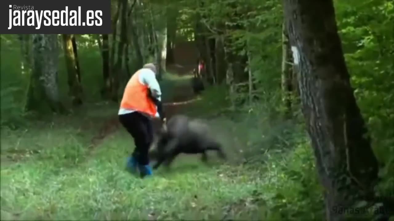 Los 14 ataques de jabali a cazadores más brutales 🐗🧨