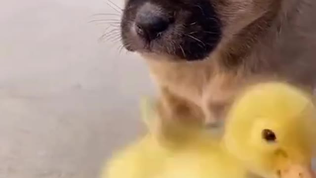 Funny baby animals videos - 17