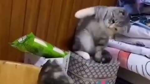 Funny cat