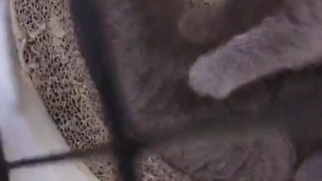 FUNNY CAT