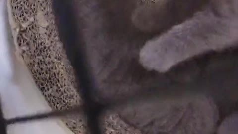FUNNY CAT