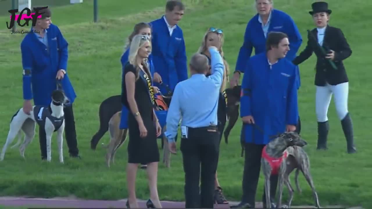 Greyhound dog racing - Track race 480m