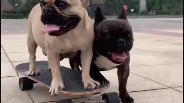 Skateboarding Dog