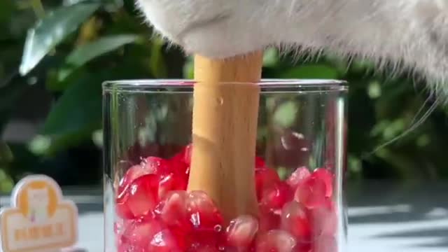 😉The Best Way To Make Pomegranate Juice! | Chef Cat Cooking #tiktok #Shorts