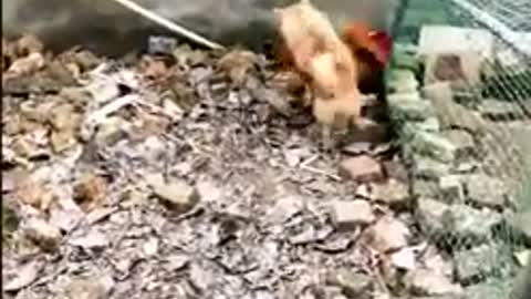 Chicken_VS_Dog_Fight__-__Funny_Dog_Fight_