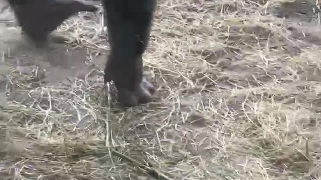 Gorilla Disciplines its Child