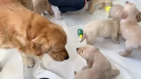 Golden Retriever Dad Meets His 11 Puppies