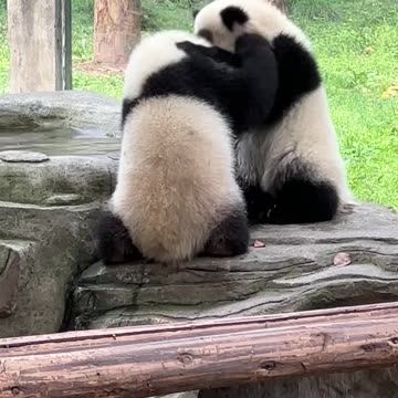 Two Panda babies hitting eachother