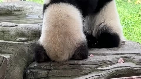 Two Panda babies hitting eachother