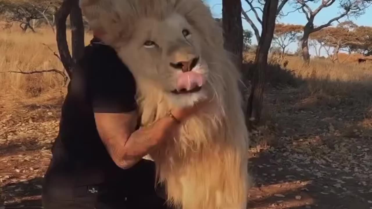 Friendly Lions