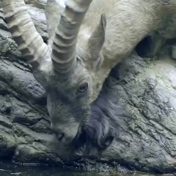 Ibex goats playing in the mountains 🐐 #PlanetEarth3