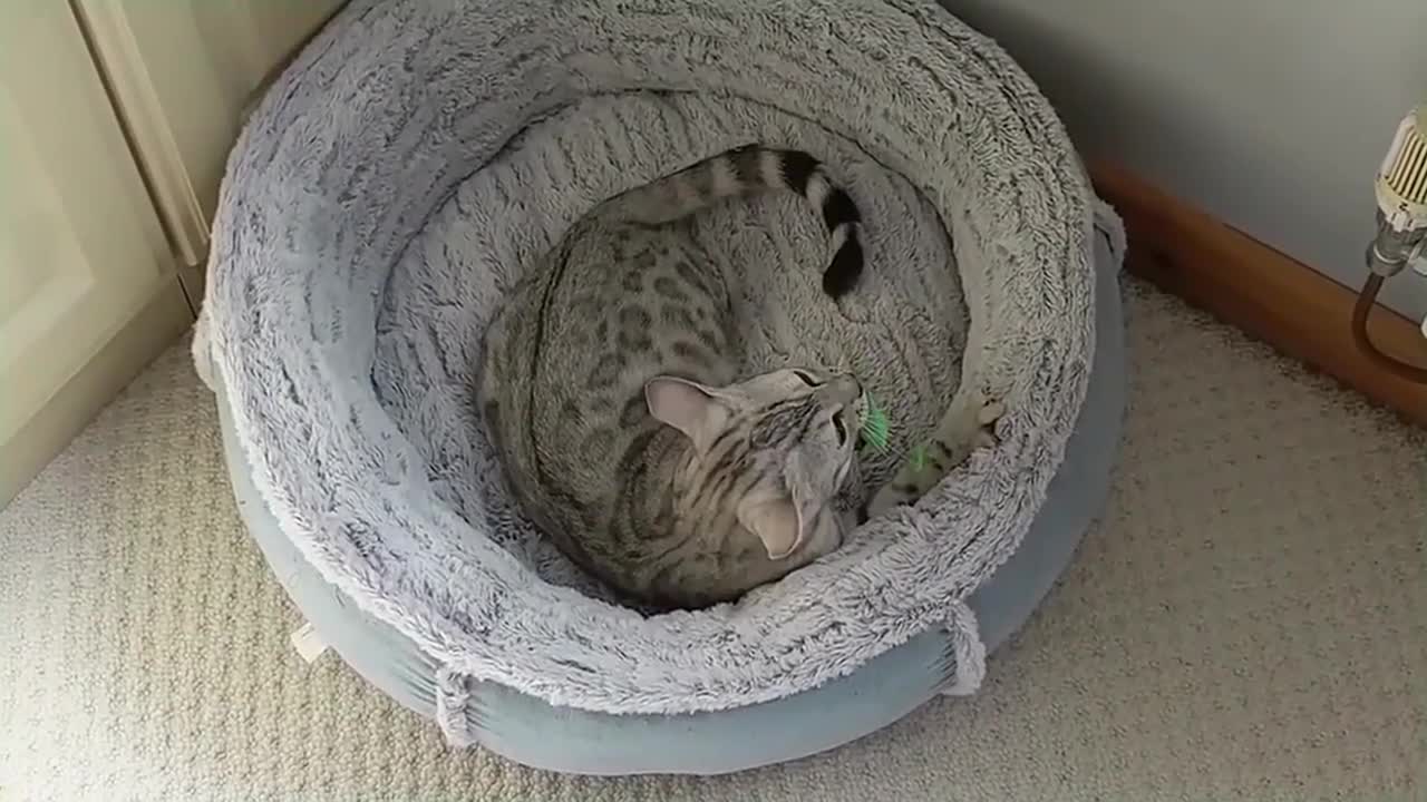 Playful Bengal Kitten Loves To Pop Balloons