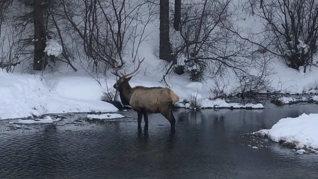 Pinecreek Ski Area, Cokeville, WY