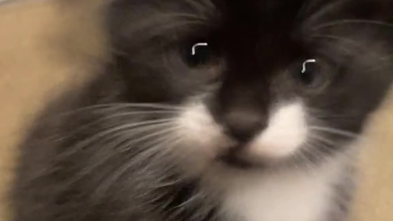 Cute cat 🥰