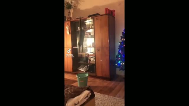 Cat Jumps Into The Water Bucket And Makes A Fluffy Sneeze - Tiktok Cats (Funny Animals #384)