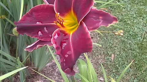 Daylily