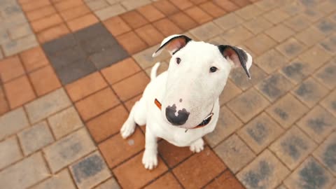 Cute puppy of bull terrier