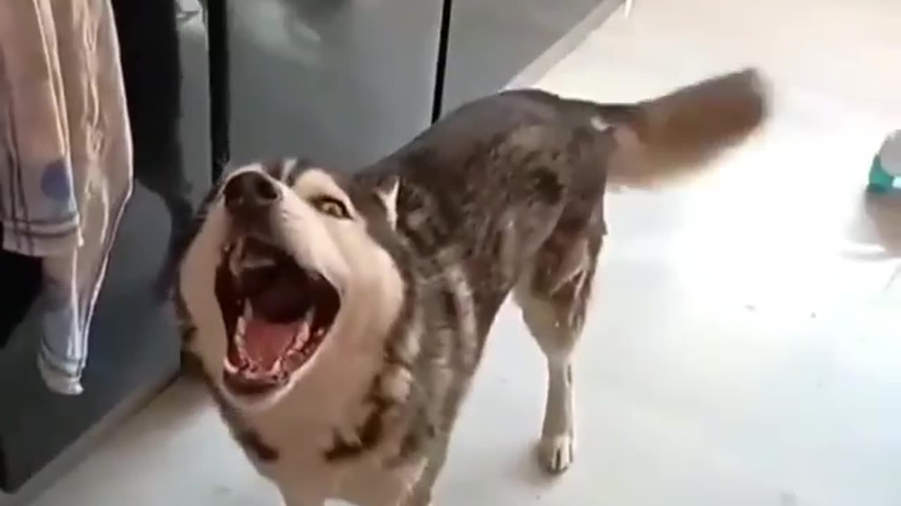 Husky funny video make you 😎smiles, cat, dog