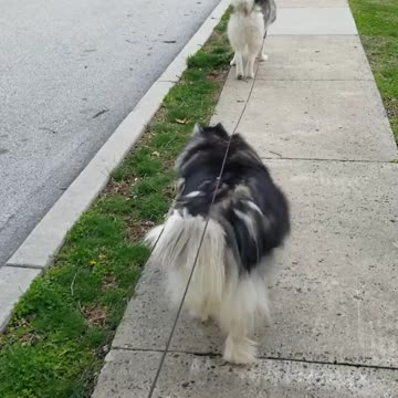 Loose Leash Walking