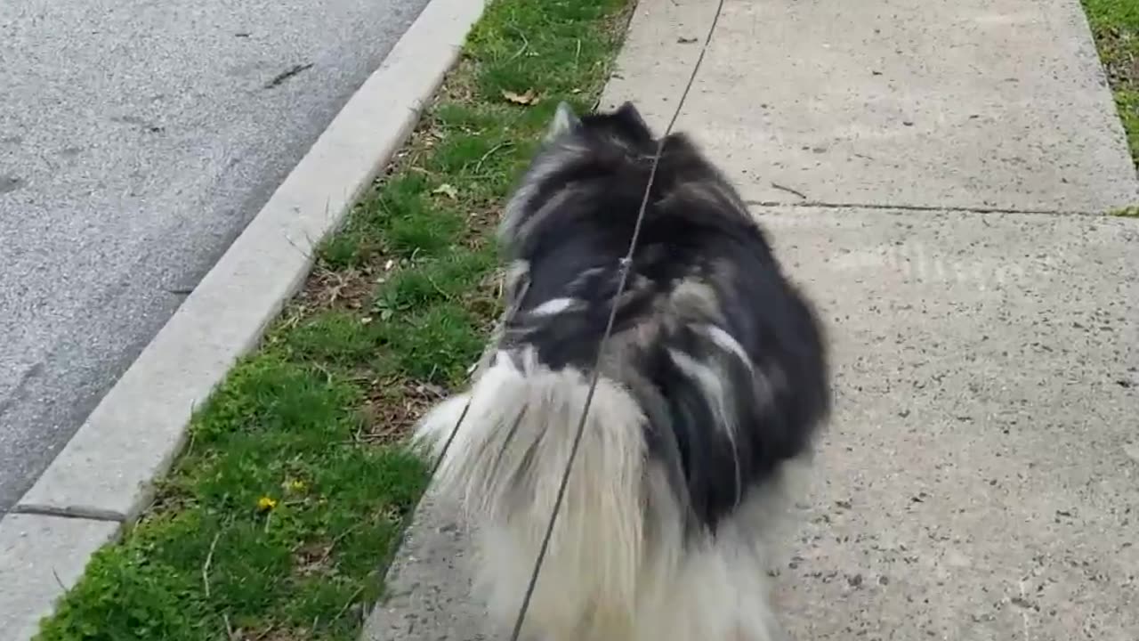 Loose Leash Walking