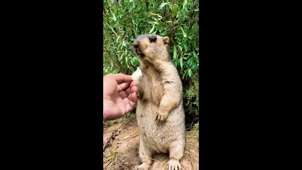 Cheerful Beaver: A Fun-loving Rodent That Will Make You Smile