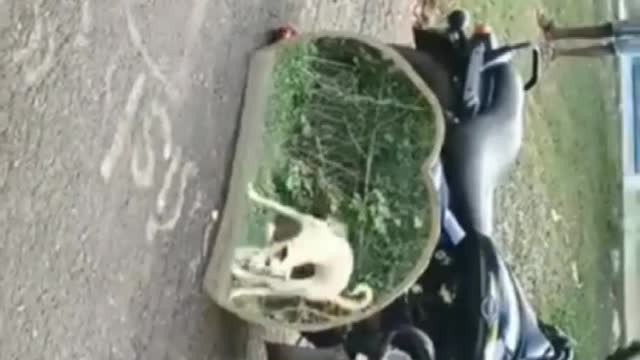 dog pranks with mirror, dog bargain,dog funny 😁